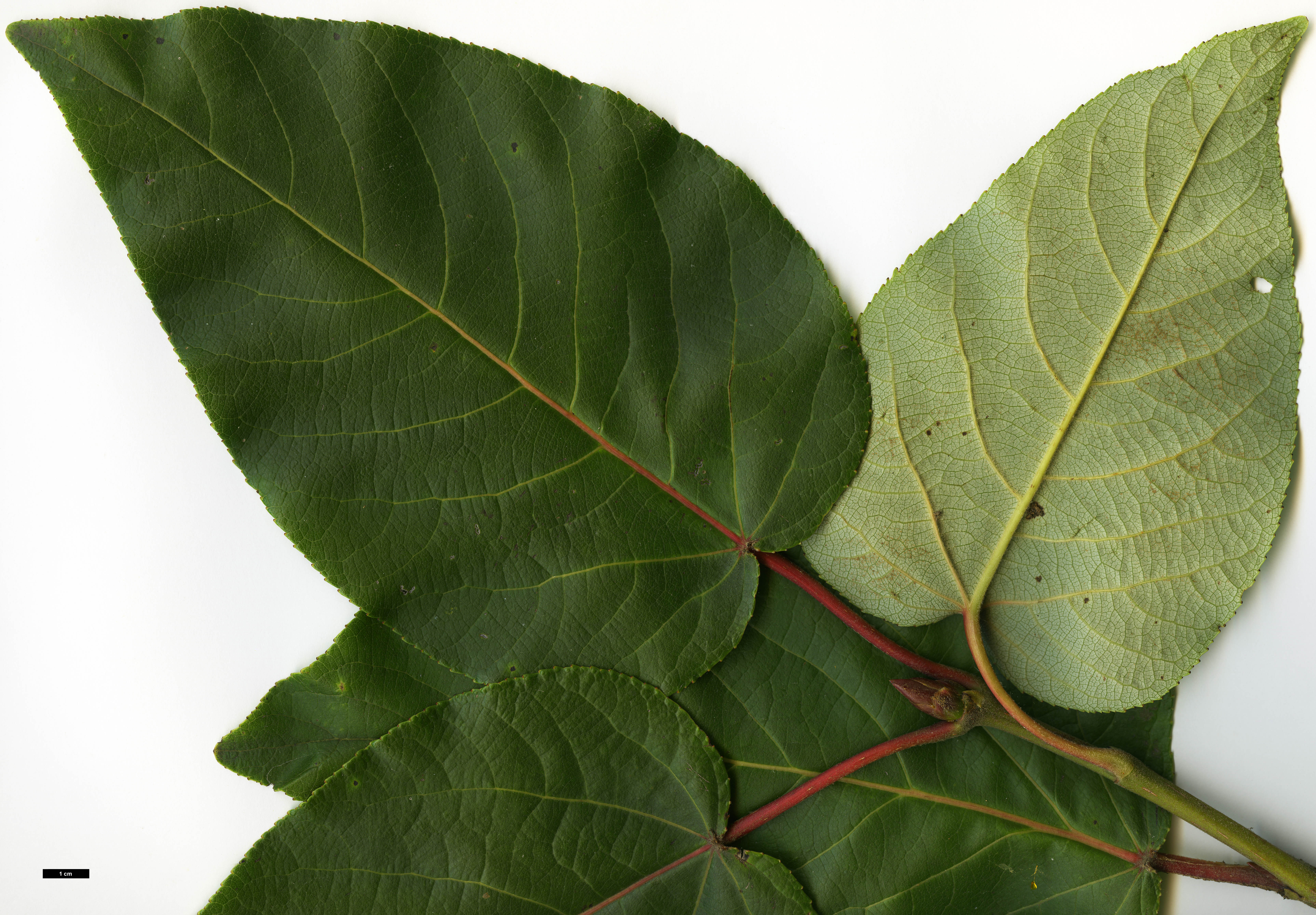 High resolution image: Family: Salicaceae - Genus: Populus - Taxon: szechuanica var. tibetica